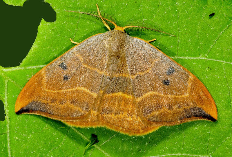 Drepanidae - Watsonalla uncinula e binaria